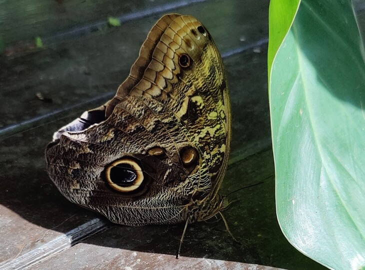 Owl Butterfly türü, büyük göz benekli kahverengi kanatlarıyla Konya Tropikal Kelebek Bahçesi’nde zeminde dinlenirken görüntülendi.